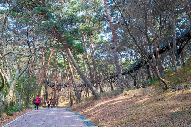 안면도자연휴양림 사진