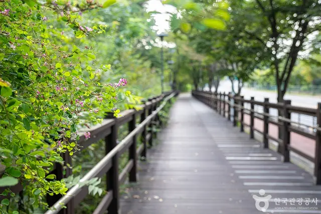 헤이리무장애노을숲길 사진