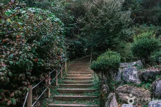 좌구산 자연휴양림 사진