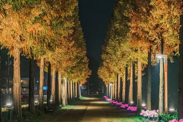 덕산 메타세쿼이아길 사진