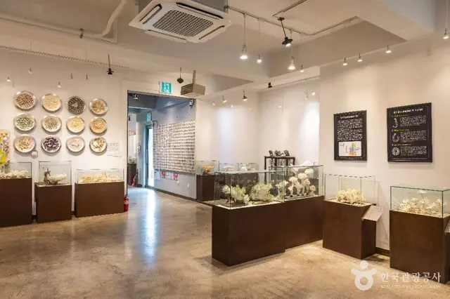세계조가비박물관 사진