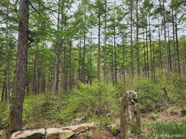 국립김천치유의숲 사진