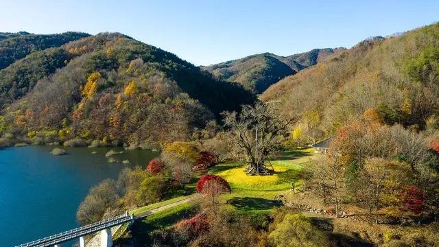 안동 용계리 은행나무 사진