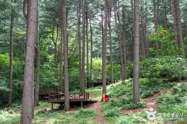 국립 청태산자연휴양림 사진