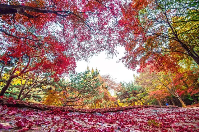 인천대공원 사진