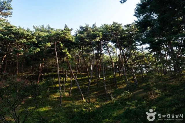 안면도자연휴양림 사진