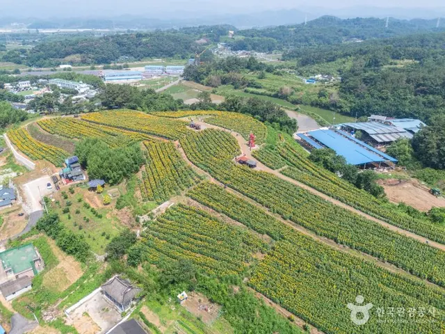 강주 해바라기마을 사진