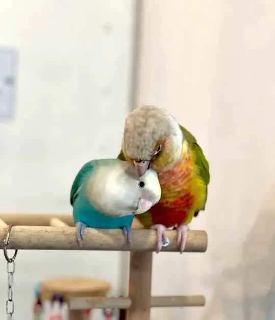 미어캣인더시티 사진