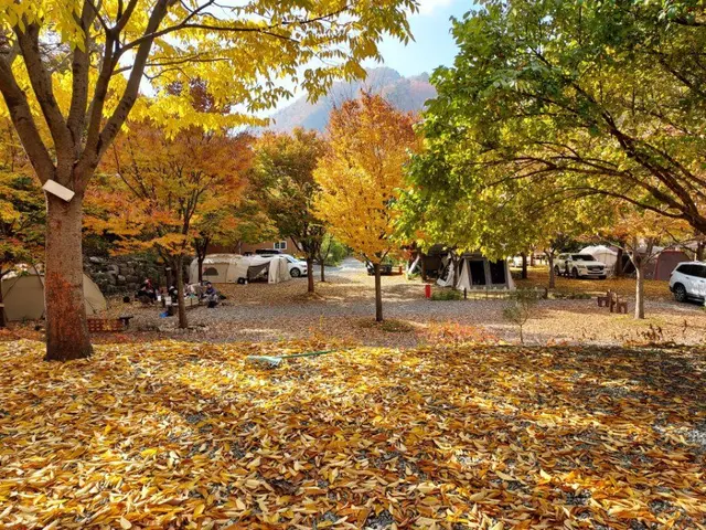 횡성산울림오토캠핑장 사진