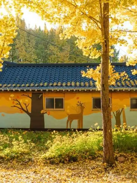 경주 도리마을 은행나무숲 사진