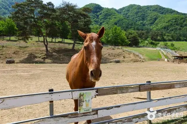 해피초원목장 사진