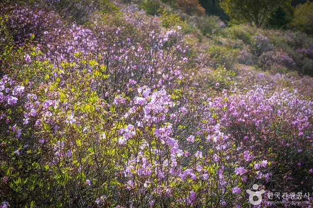 진달래동산 사진