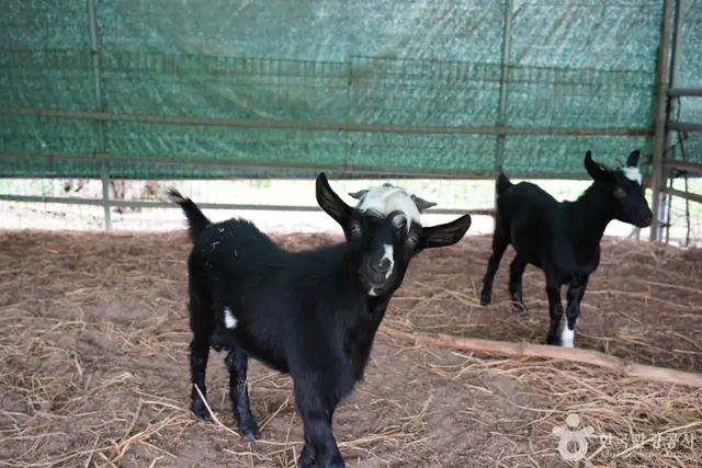 임실치즈학교 경주체험장 사진
