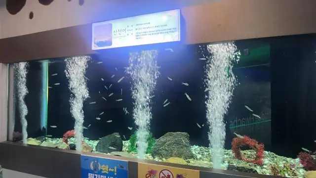 토속어류생태체험관 사진