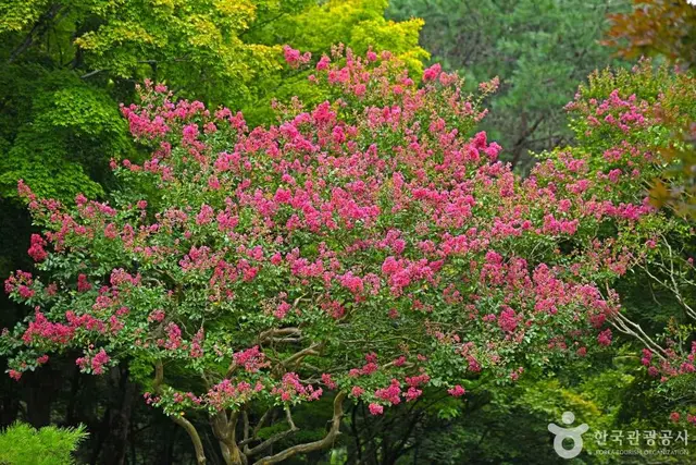 정읍 내장산수목원 사진