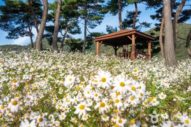 정읍 구절초 지방정원 사진
