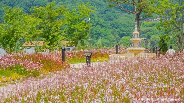 용인자작나무숲 사진