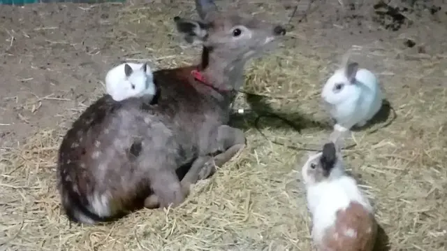 강릉아기동물농장 사진
