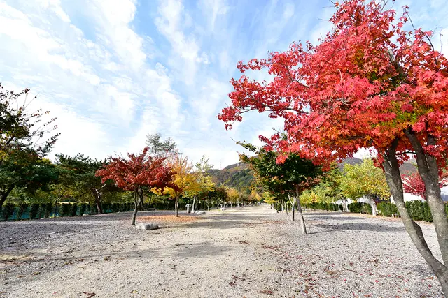 솔바람캠핑장 사진