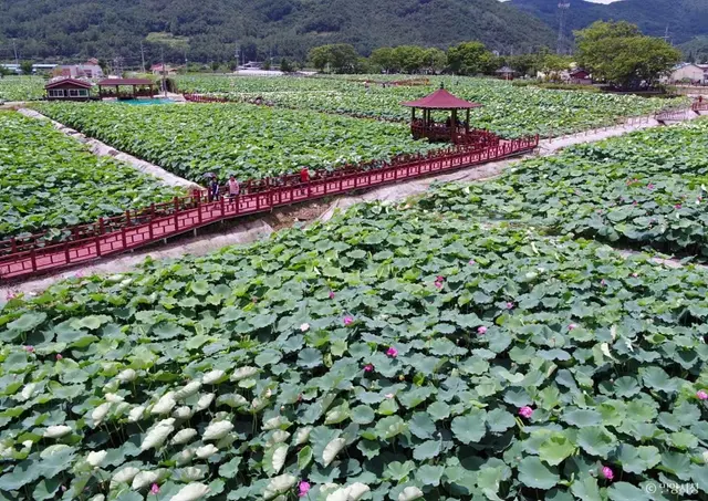 밀양연꽃단지 사진