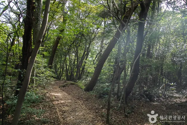 서귀포자연휴양림 사진