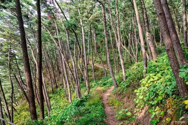 승봉산림욕장 사진