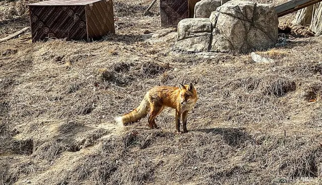 여우 생태관찰원 사진