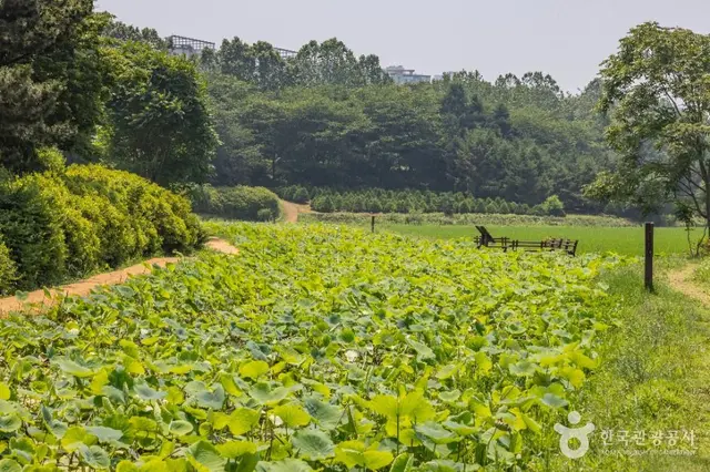 연희자연마당 사진