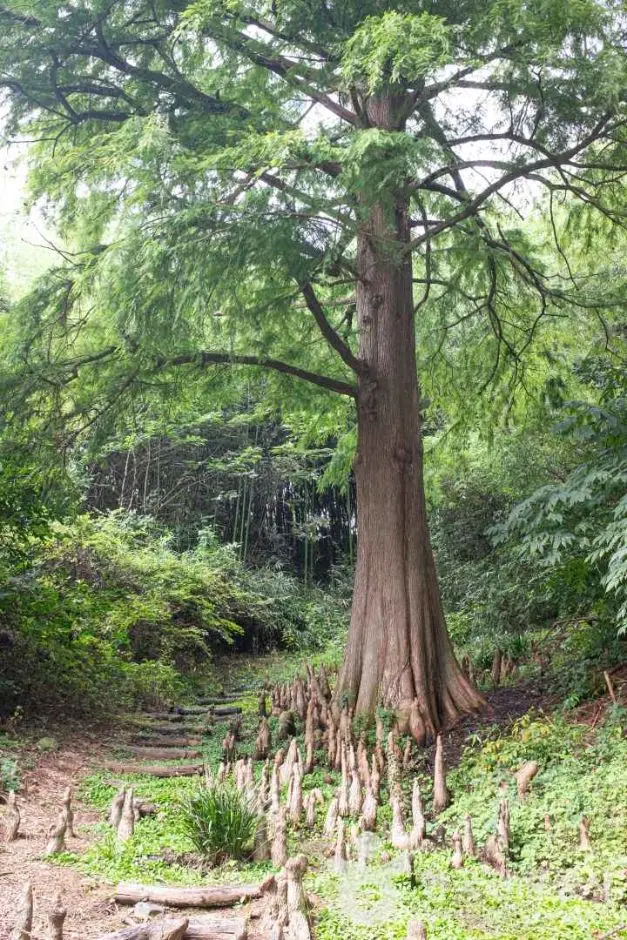 기청산식물원 사진