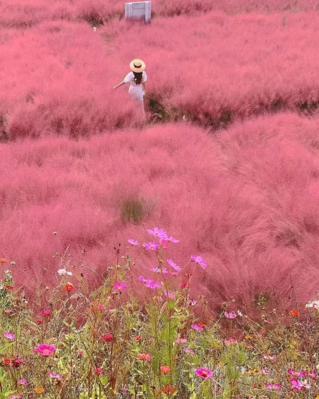 강릉 호린파크(경포대허브농장) 사진