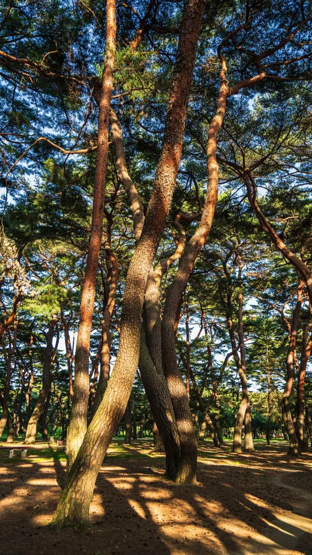 하동송림공원 사진