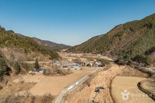삼척 가시오가피마을 사진