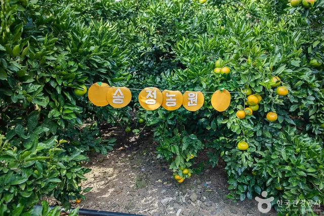 제주송정농원 사진