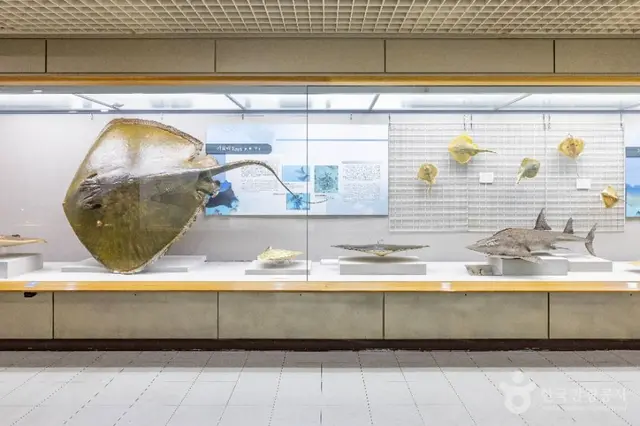 부산해양자연사박물관 사진