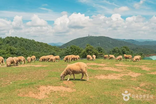 울산양떼목장 사진