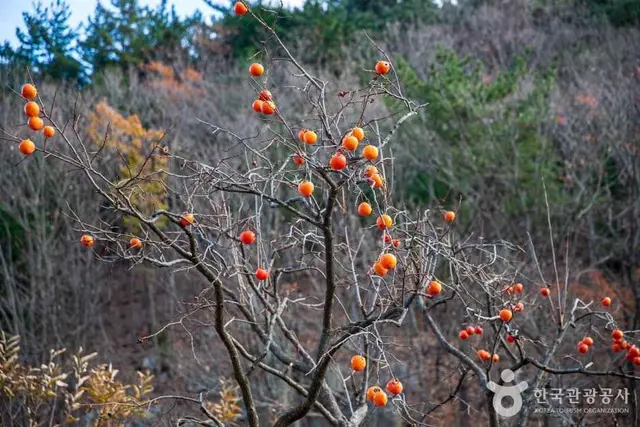 울산수목원 사진