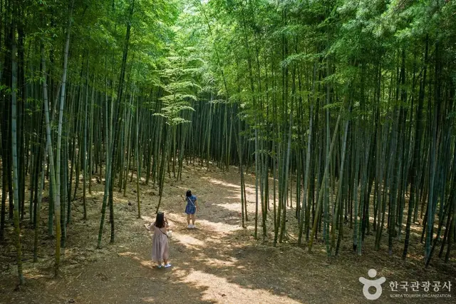 아홉산숲 사진