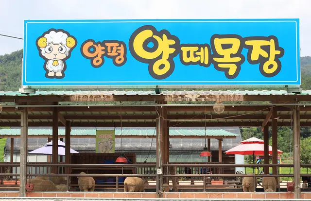 양평양떼목장 사진