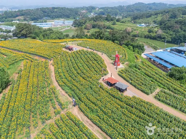 강주 해바라기마을 사진