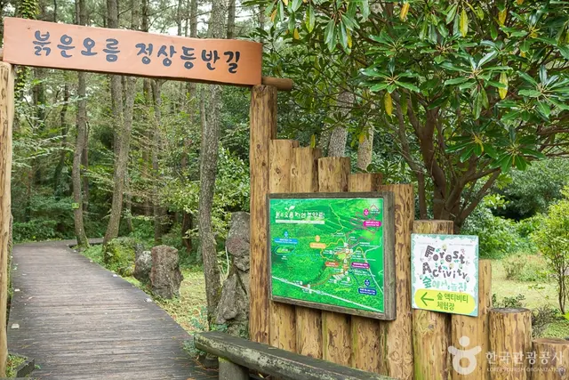 붉은오름자연휴양림 사진
