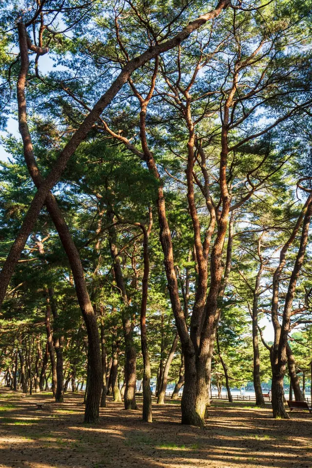 하동송림공원 사진