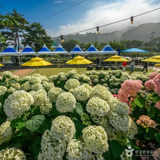 유구 색동수국정원 사진