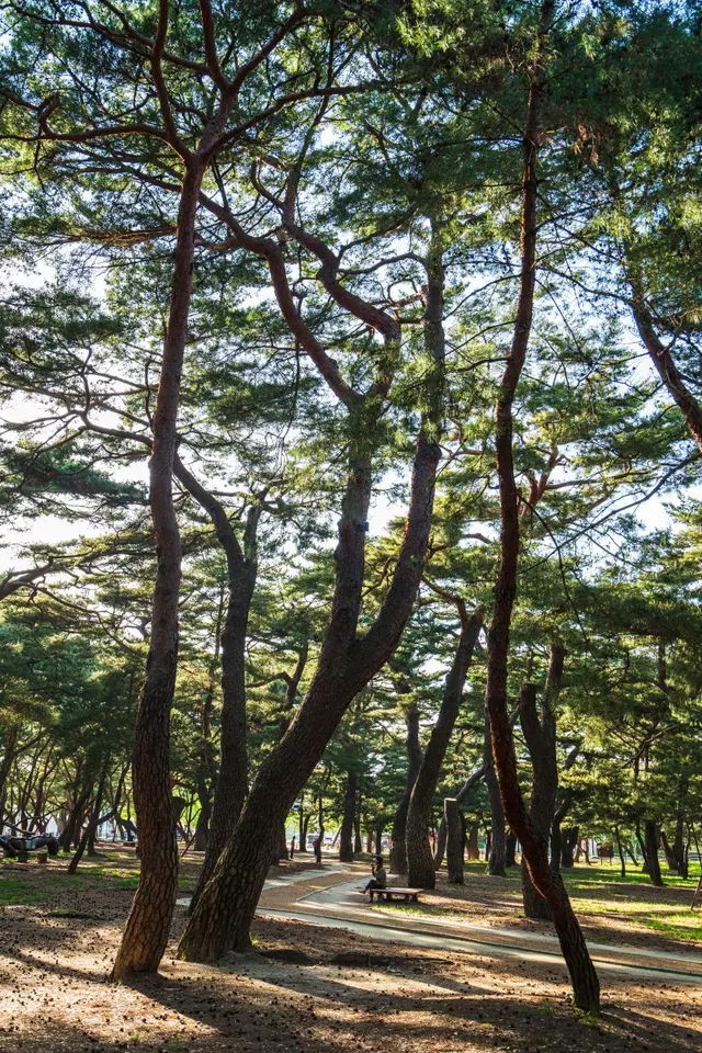 하동송림공원 사진