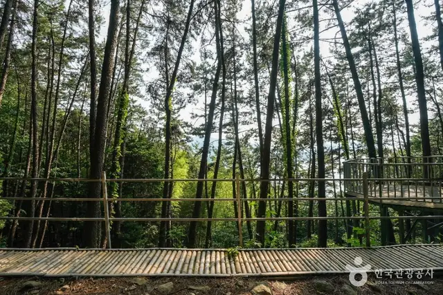 거제맹종죽테마공원 사진