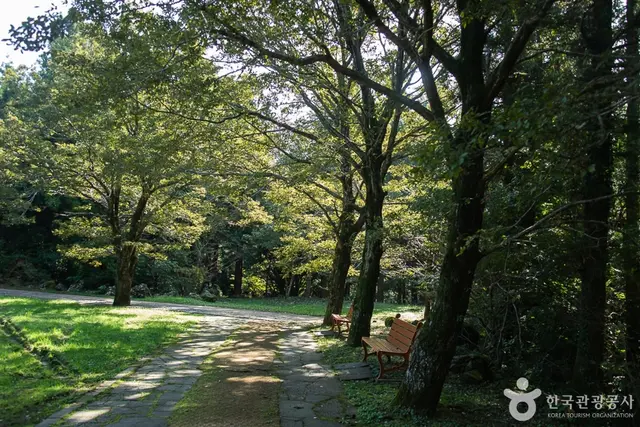 서귀포자연휴양림 사진