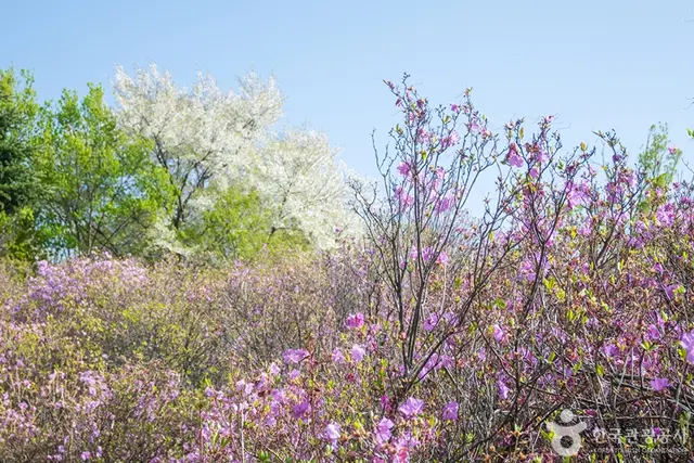 진달래동산 사진