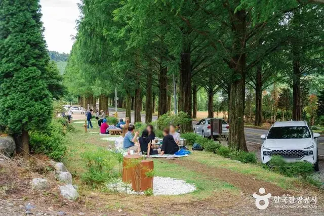 부귀 메타세쿼이아길 사진