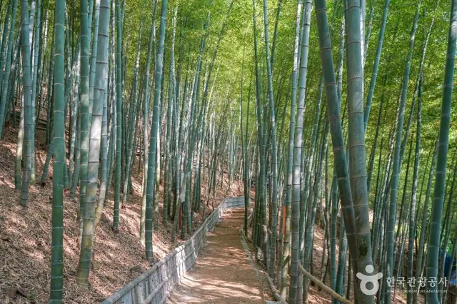 거제맹종죽테마공원 사진