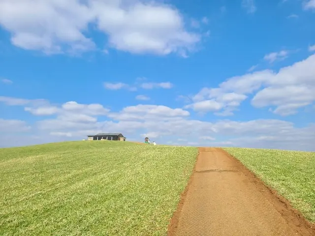 천북청보리밭 사진