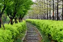 치악산 바람길숲 사진